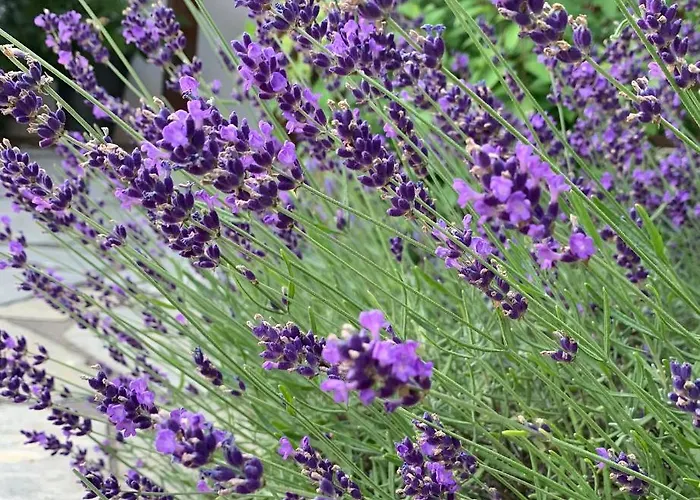 Apartment Monika Winter Kleinarl